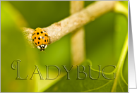 Yellow Ladybug card