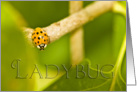 Yellow Ladybug card