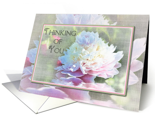 Thinking of You, Elegant Large Peony in Pastels on Soft... (529228)