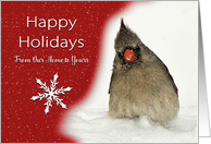Happy Holidays From Our Home to Yours. Female Red Cardinal and snow. card