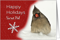 Female Red Cardinal in Snow Wishing Happy Holidays to Secret Pal card