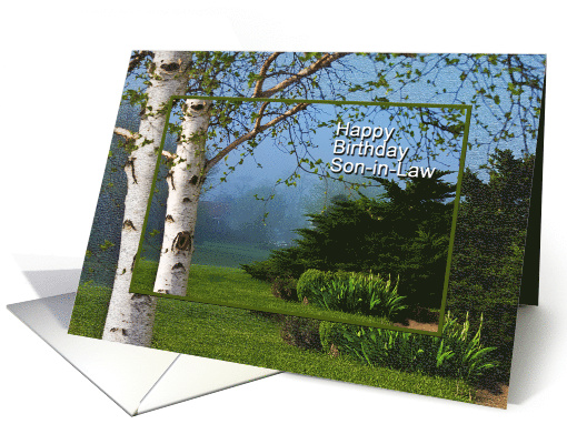 Happy Birthday, Son-in-law, Beautiful White Birch Tree on... (608297)