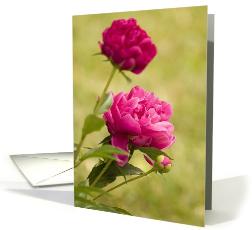 Peonies card (628545)