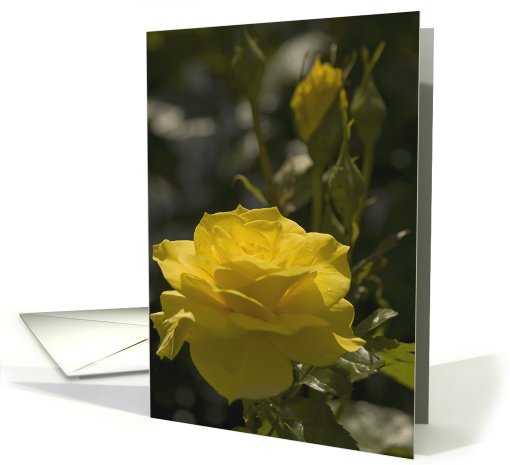 Yellow Rose Evening Light- Blank card (629272)