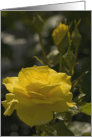 Yellow Rose Evening Light- Blank Card