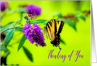 Thinking of You, Butterfly on Purple Flower, Blank Inside card