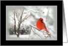 Red Cardinal - Snow storm - Blank Card