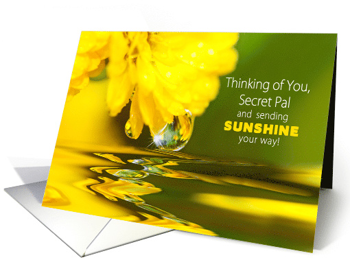 Thinking of You Secret Pal, Bright Yellow Mum, Waterdrop &... (709838)