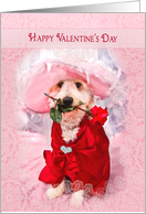 Valentine’s Day, Cute Dog Wearing Fancy Hat with Rose in Mouth card