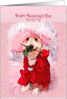 Valentine’s Day, Secret Pal, Dog Dressed up in Fancy Hat with Rose card