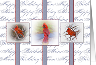 Birthday, Mom,Three Red Cardinals in Frames on Ribbons card