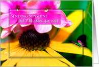 Get Well, Sending Sunshine, Black-eyed Daisy and Butterfly, Colorful card