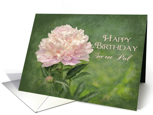 Birthday,Secret Pal, Delicate Pink Peony Flower on Green... (997811)