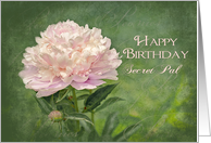 Birthday,Secret Pal, Delicate Pink Peony Flower on Green Background card