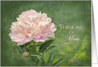Thinking of You - Pink Peonies - Blank Card