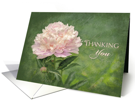 Thank You, Delicate Pink Peony Flower - Blank card (997819)