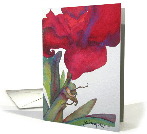 Shooting Amaryllis card (332661)