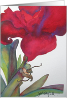 Shooting Amaryllis card
