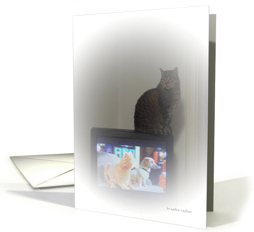 cat on TV card (504918)