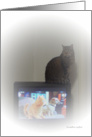 cat on TV card