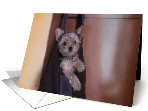 Yorkie Love card (342847)