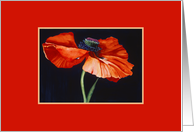 Red Poppy card