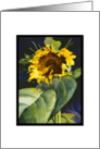 Sunflower card