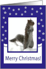 Squirrel in the snow, Merry Christmas card