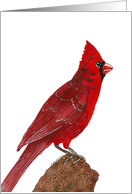 Cardinal card