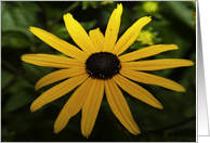 SUNSHINE card