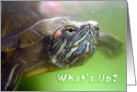 What’s Up? ~ Turtle card