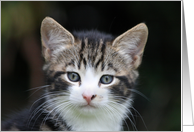 Kitten card