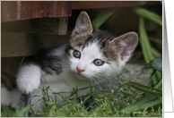 Peekaboo Kitten card