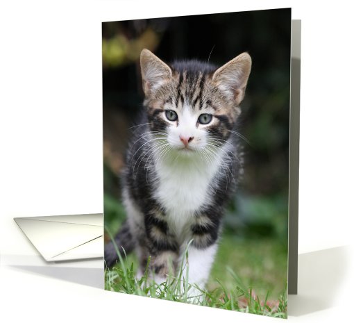 Kitten card (586946)