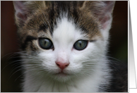 Kitten card