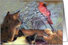 Happy Holidays with Cats & cardinal card