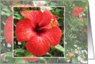 I Miss You card - Red Hibiscus card