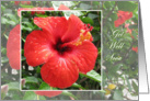 Get well soon card - red Hibiscus card