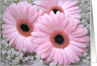 Pink Gerberas - Birthday card