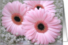 Pink Gerberas - Birthday card