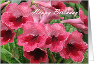 Birthday with red Streptocarpus (watermelon wine) card