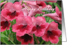 Birthday with red Streptocarpus (watermelon wine) card