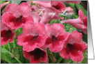 Romantic Red flowers - watermelon wine (’’cape primrose’’) card