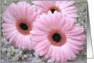 Couple, Wedding Anniversary card with pink Gerberas. card
