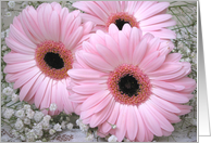 Pink Daisies-Gerberas blank card