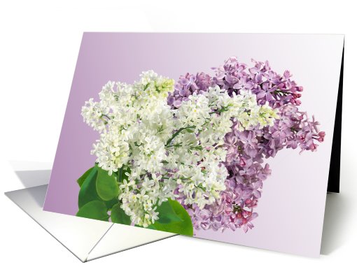 Lilacs in Lilac & white card (613577)
