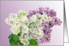 Lilacs in Lilac & white card
