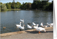 Geese and ducks on a summer day. card