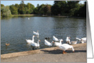 Geese and ducks on a summer day. card