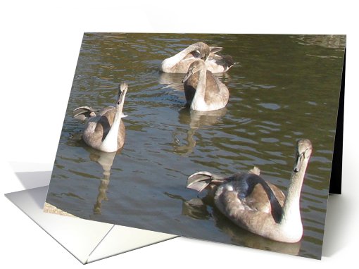 Swans in a village pond card (616697)